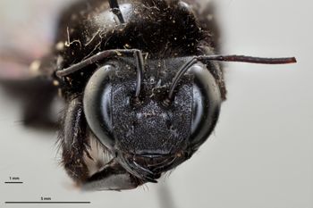 Media type: image;   Entomology 810675 Aspect: head frontal view